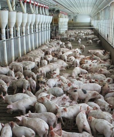 3_Swine Farm, Missouri 2